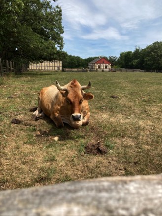 After lunch we went to the Old World Museum in Eagle, WI. This is the only picture I took - it was hot and I was feeling as lazy as this ox.