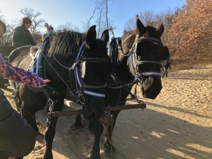 Our Black Percheron team