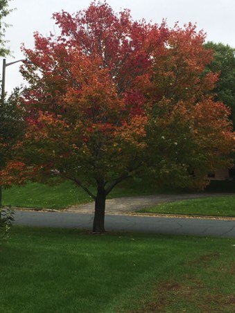 One tree with all the colors