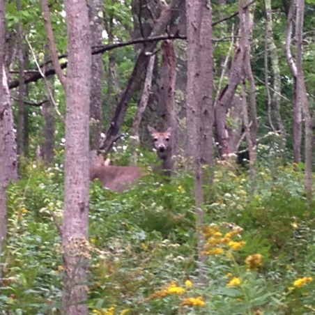 Deer! along the trail Deer! along the trail