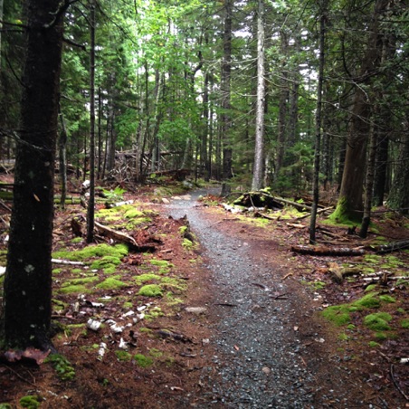 Hiking trail in Acadia


